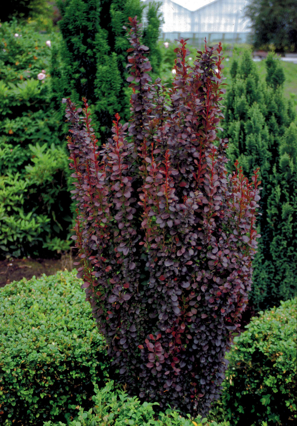 Berberis thunbergii 'Helmond Pillar'